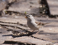 White crowned Sparrow